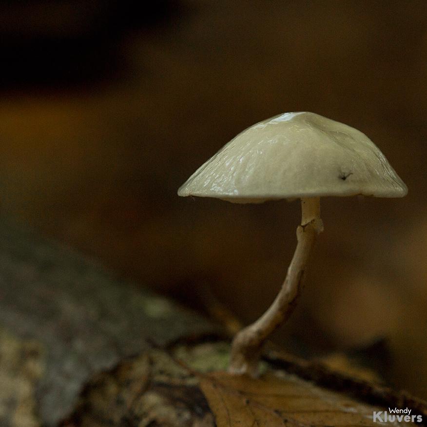 Macro paddenstoel herfst